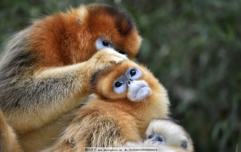 动物世界猴子图片