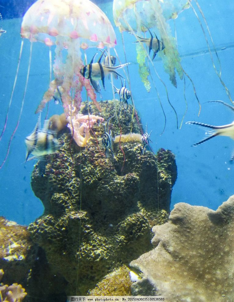 海洋生物 水族馆 海洋馆 鱼 生物 海底 水草 鱼群 海底世界 珊瑚 珊瑚图片