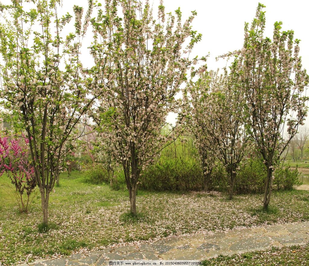 花树落花猜成语_落花图片唯美