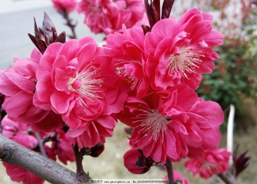 红桃花图片