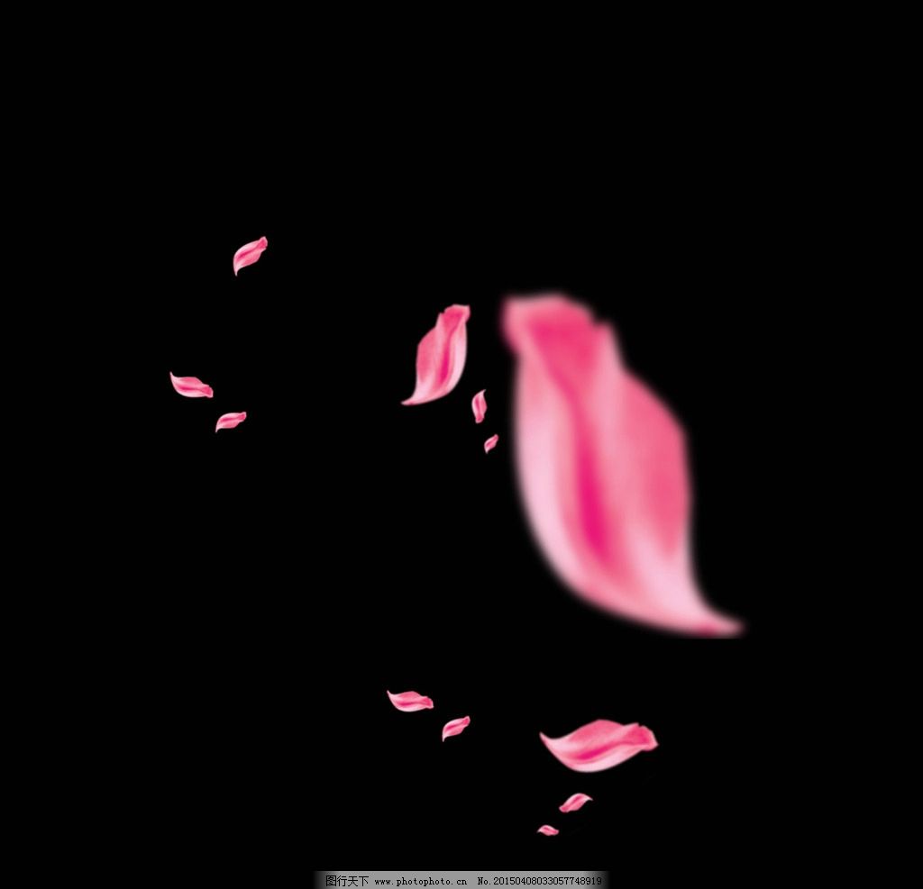 高清摄影图片素材大图花瓣玫瑰花落花|玫瑰花 花瓣 背景 花草背景