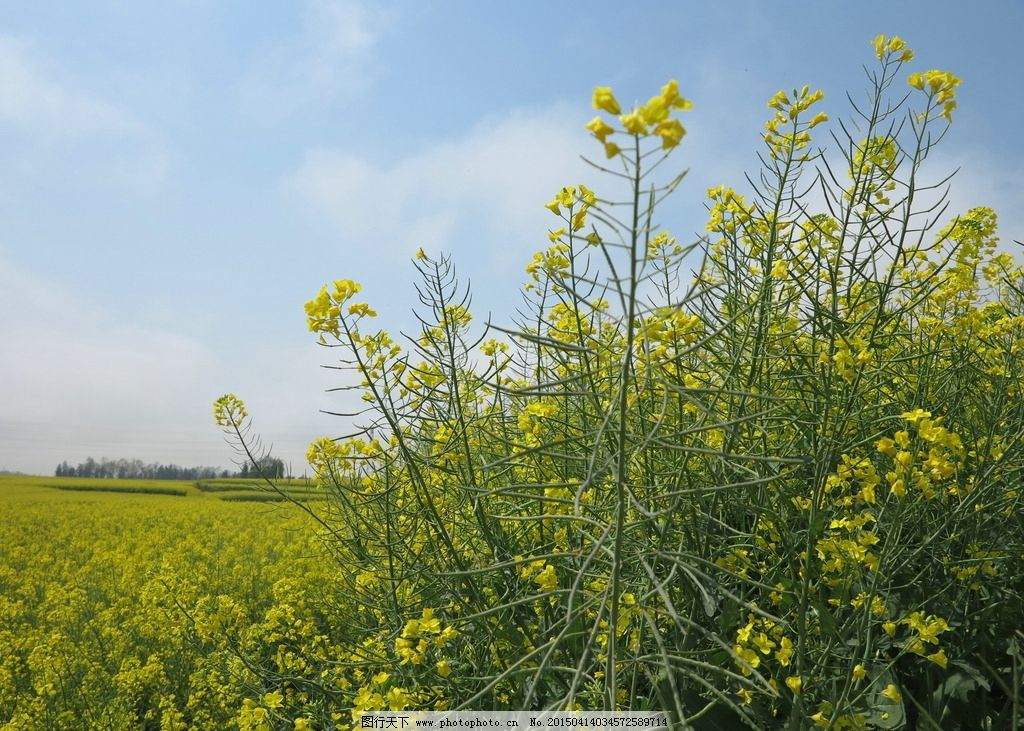 油菜花图片图片