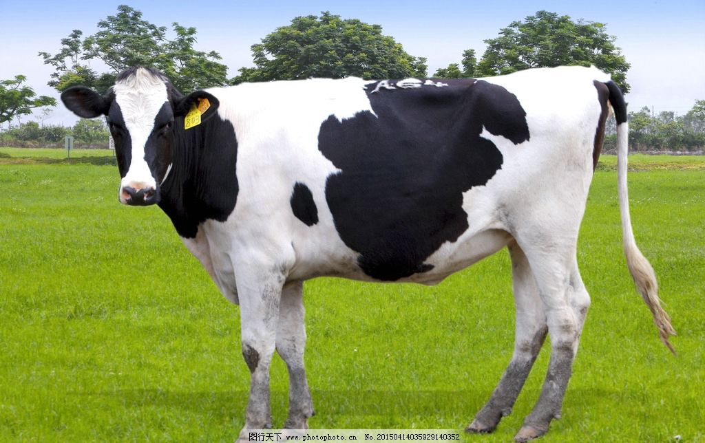 壁纸 动物 奶牛-奶牛图片