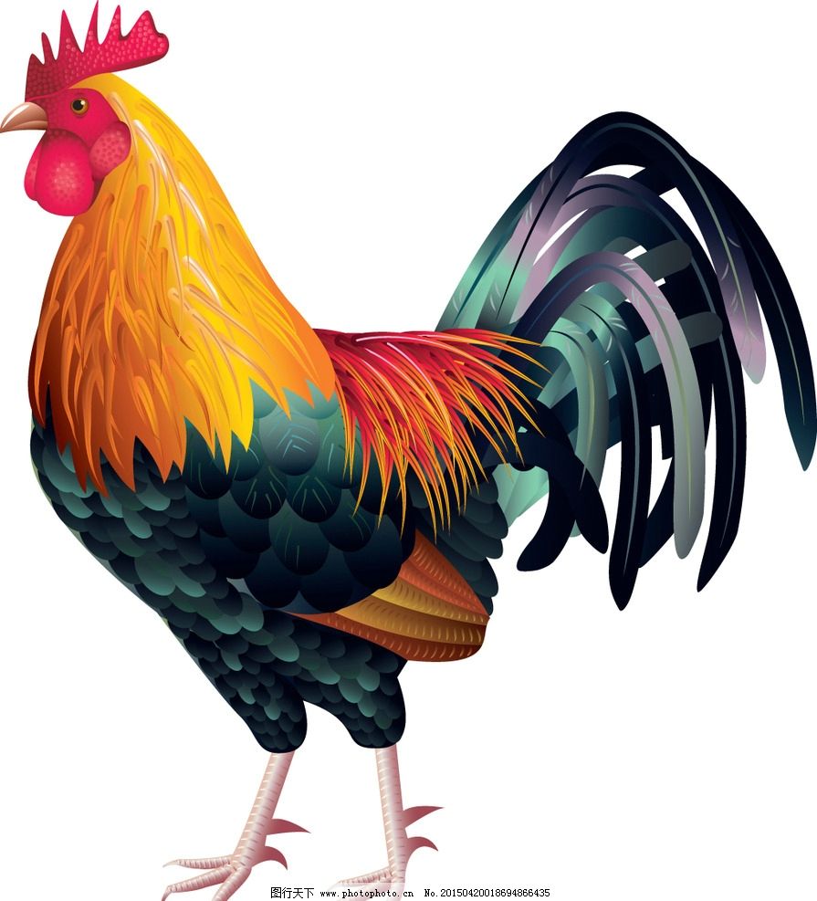公鸡 卡通鸡 手绘 生物世界 鸡年素材 家禽家畜 矢量 eps 设计 动漫