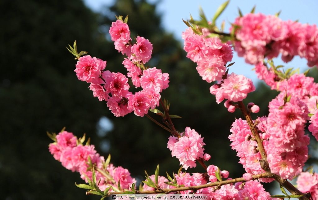 碧桃图 图行天下