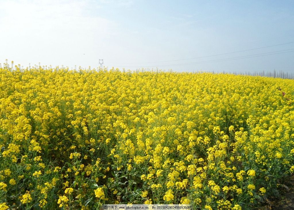 油菜花图片图片