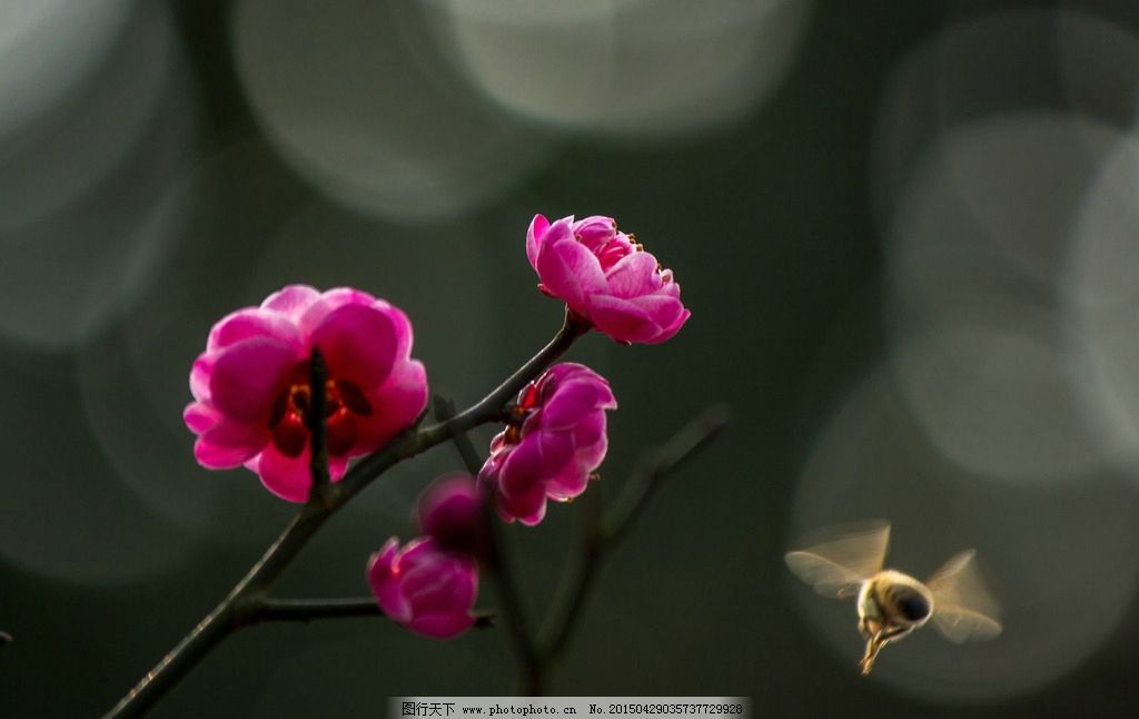 梅花 红梅花 蜜蜂 采蜜 生物 昆虫 花草 摄影 生物世界