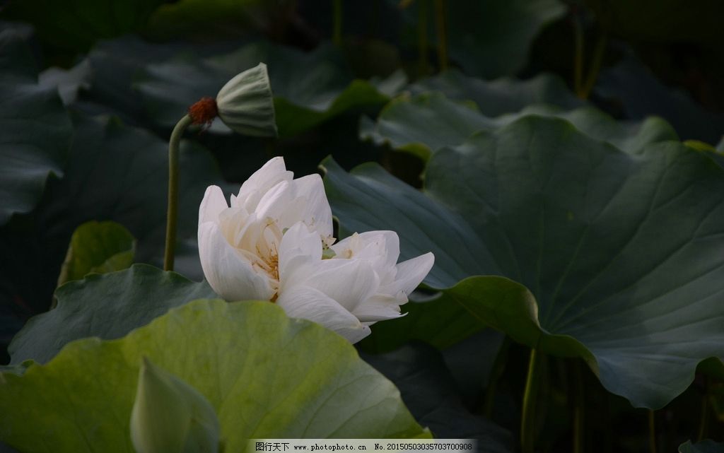 由荷花想到的作文|由荷花想到的作文450字