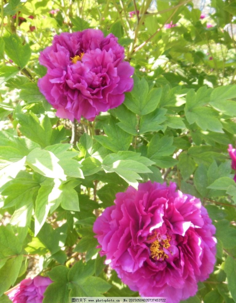 牡丹花图片,大花 粉色花 花朵 花蕊 叶子 牡丹园-图行天下图库