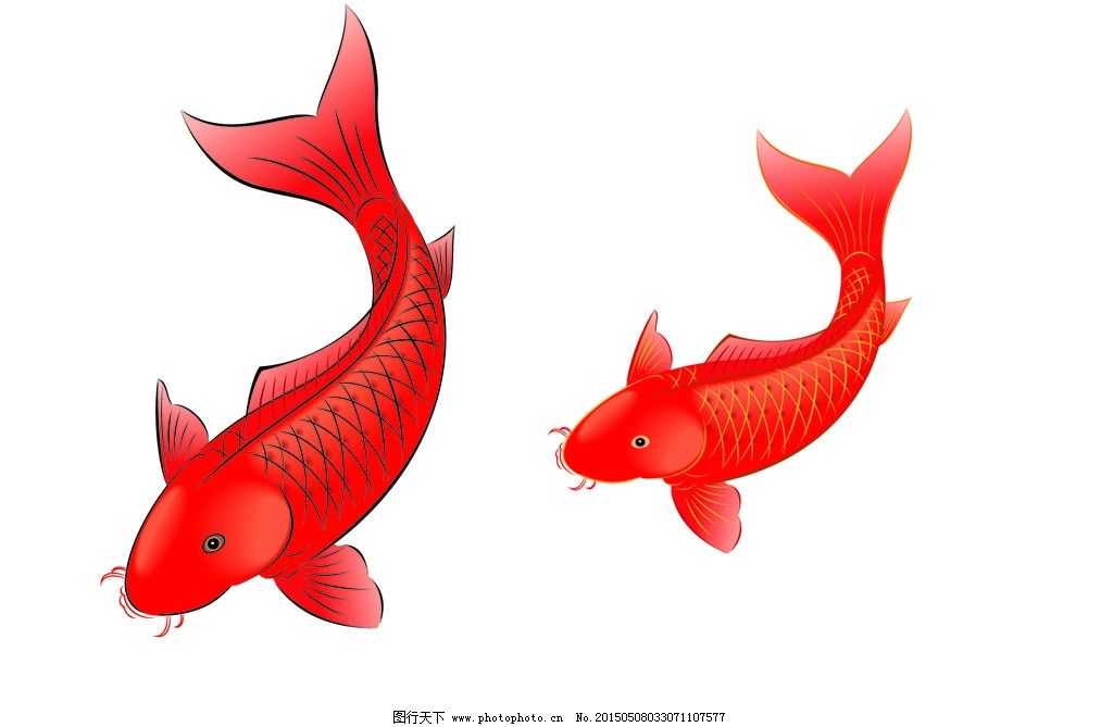 红鲤鱼图片