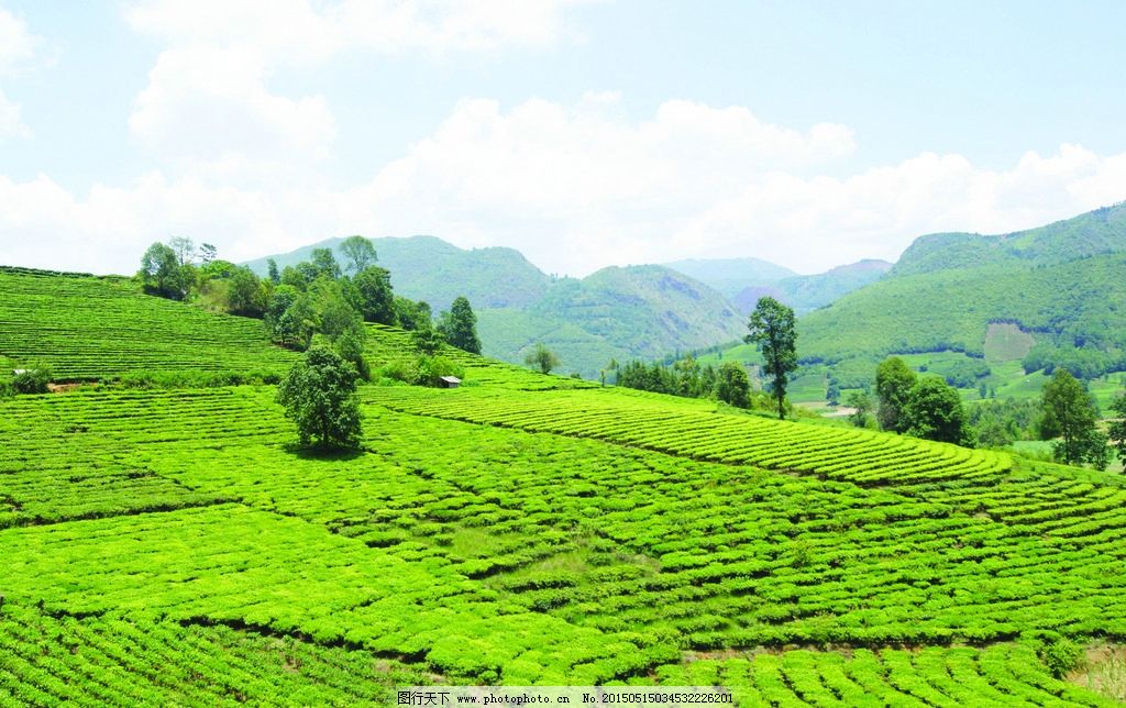 茶叶 茶园 茶树 自然 绿色 普洱茶 云南 临沧 生态 摄影 自然景观图片