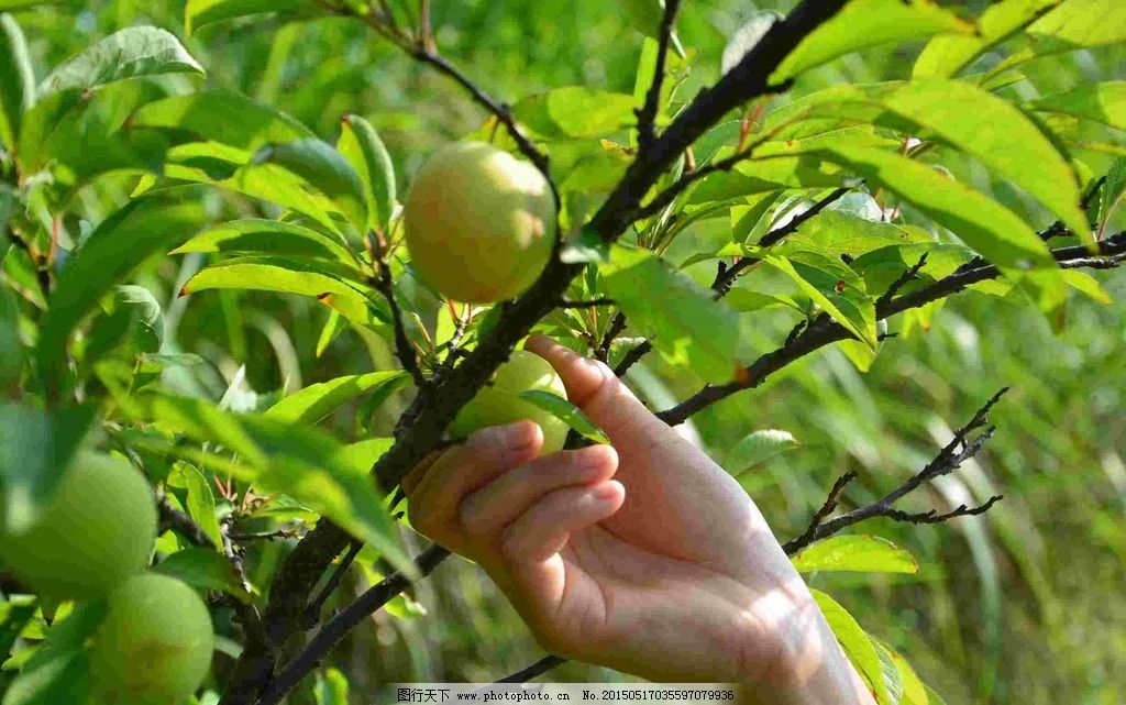 梦见吃李子,预示未来好运与健康的神秘信号 梦见吃李子,预示未来好运与健康的神秘信号