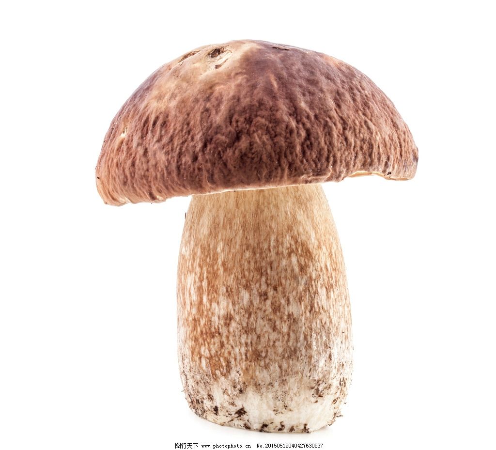 种植虎奶菇一亩有多少利润-请问虎奶菇种植一