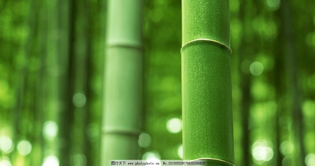 竹子 竹节 竹林 绿色植物 竹子特写 摄影 生物世界 树木树叶 72dpi图片
