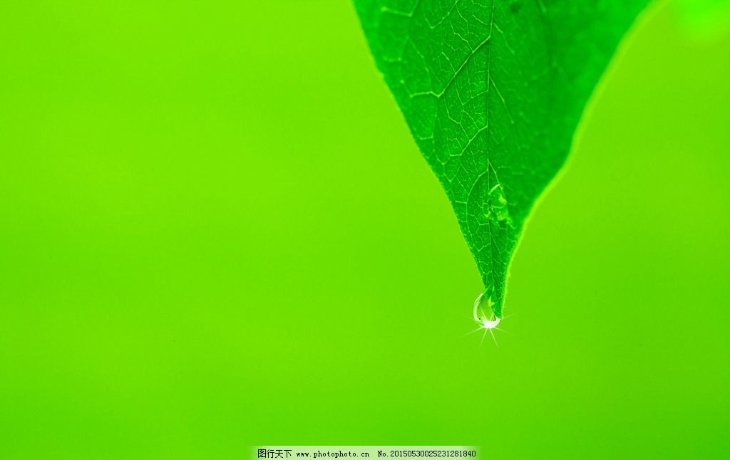 ppt 背景 壁纸 电脑桌面 发芽 绿色 绿色植物 绿叶 嫩芽 嫩叶 树叶图片