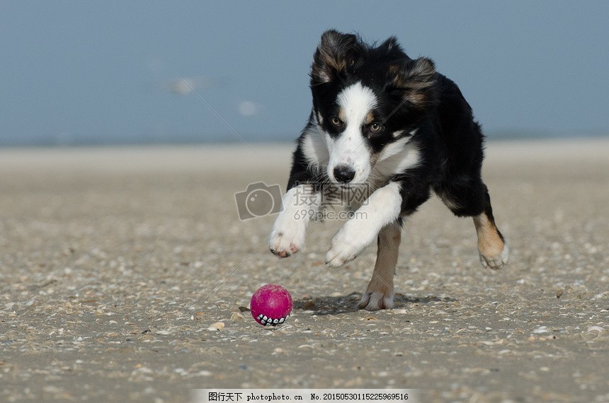 边境牧羊犬 走狗 大多数的海滩 英国牧羊犬 球