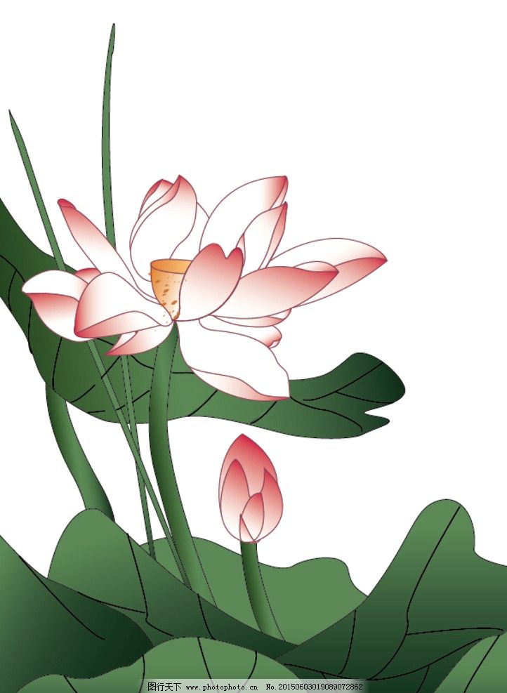 荷花 矢量图 分层制作 花骨朵 荷叶图片