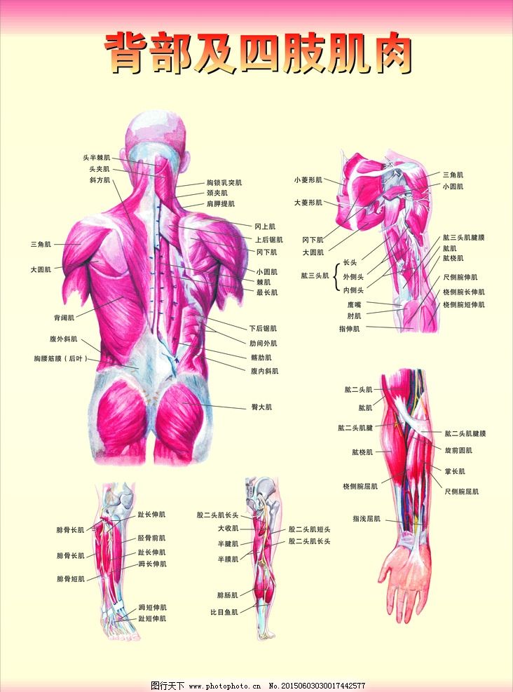 背部及四肢肌肉图图片