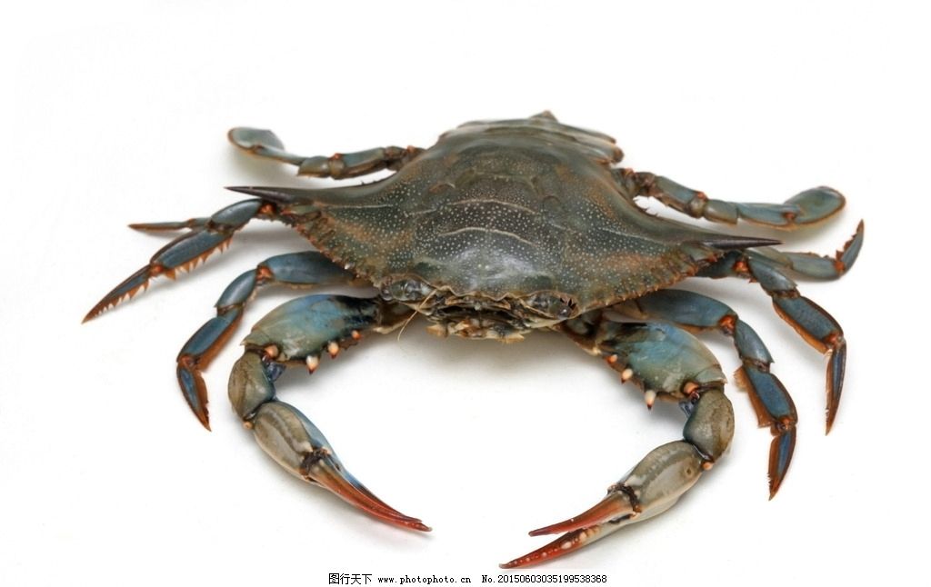 螃蟹 海蟹 青蟹 蟹脚 蟹壳 海鲜 海产品 蟹 爬行动物 海洋生物 动物图片