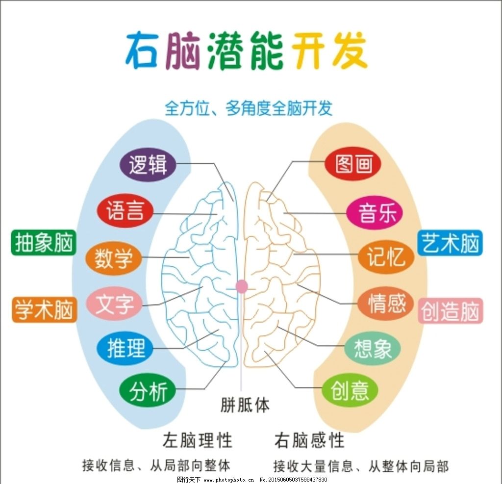 左右脑分工图图片_其他_PSD分层_图行天下图库