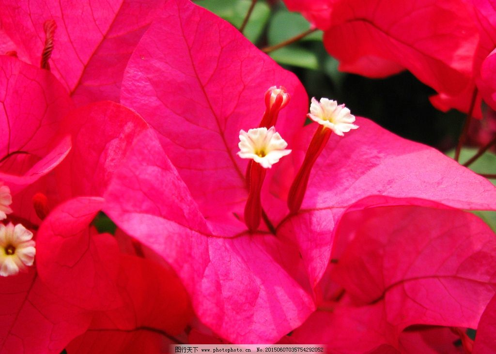 三角梅图片,红花 花朵 小花 花儿 植物 花蕾 花心
