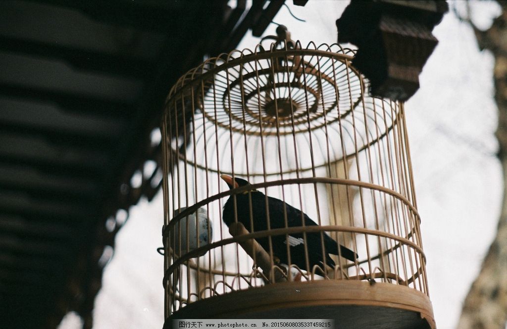 笼中鸟图片