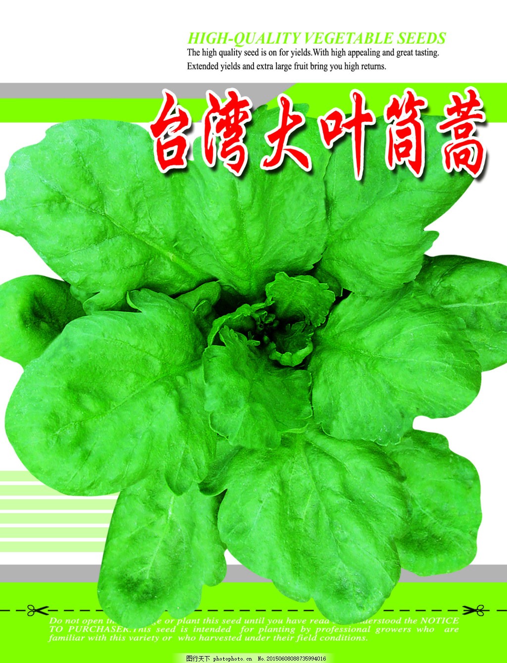 大叶筒蒿 菜种 蔬菜 叶菜类 绿色图片