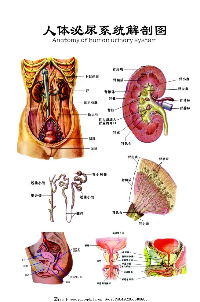 结石科人体泌尿生殖解剖图图片,秘尿系统 肾部 输尿管-图行天下图库