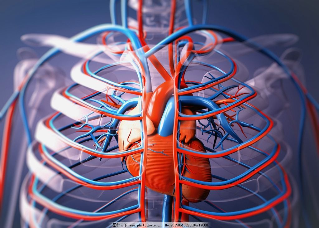 心脏与血管新知科学新浪博客|青岛版科学五下