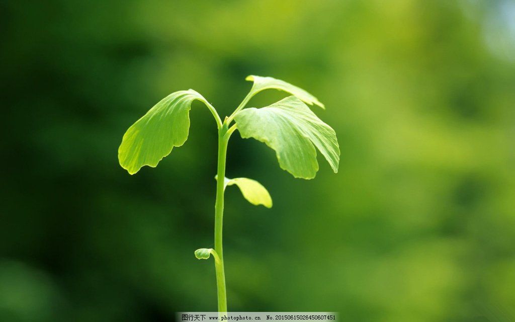 ppt 背景 壁纸 电脑桌面 发芽 绿色 绿色植物 绿叶 嫩芽 嫩叶 树叶