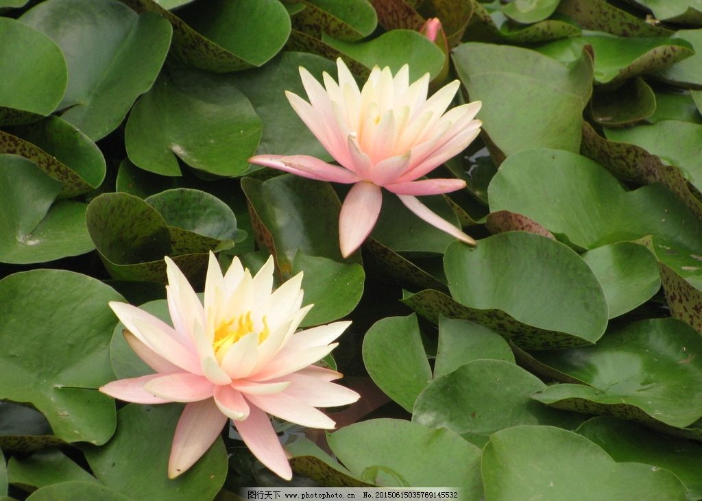 智迪科技涨033%成交额166662万元后市是否有机会？