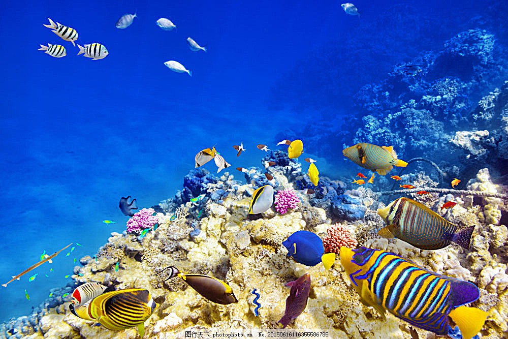 自然风光 海底世界 海洋生物 鱼群 珊瑚 深海 海水 自然景观 图片素材