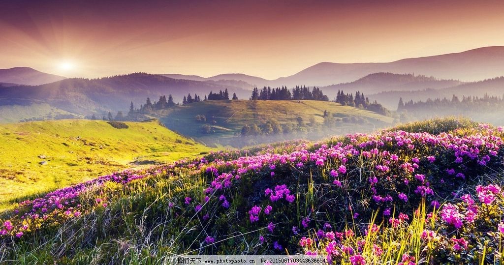 山坡 野花 风景 壁纸 高清 摄影 自然景观 山水风景 96dpi jpg