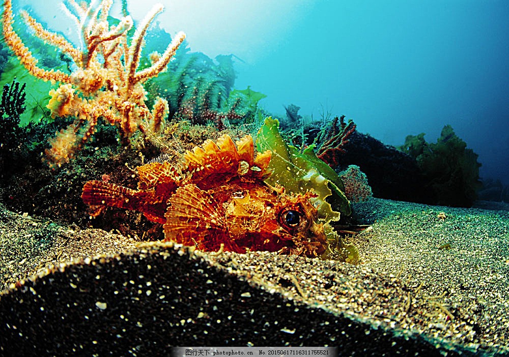 设计图库 高清素材 自然风景 海底生物摄影高清 海底世界 海洋馆