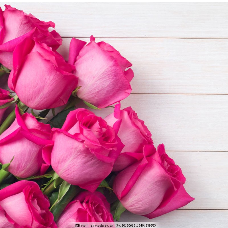 花瓣 玫瑰花瓣 月季花 单片花瓣 心形图案 浪漫 花卉 花朵 粉色 红色