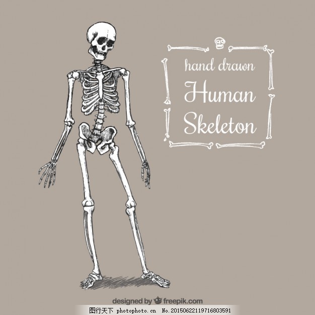 手绘人体骨骼,一方面 人力 制图 人体骨架 系统绘制-图行天下图库