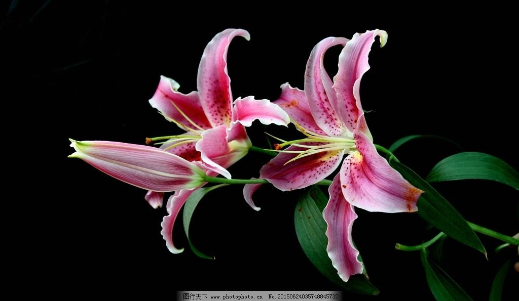 樱桃小丸子大野漫画,折一捆百合花加叶子,酒吧气氛搞起来动态图,电子式远传冷水水表结构图