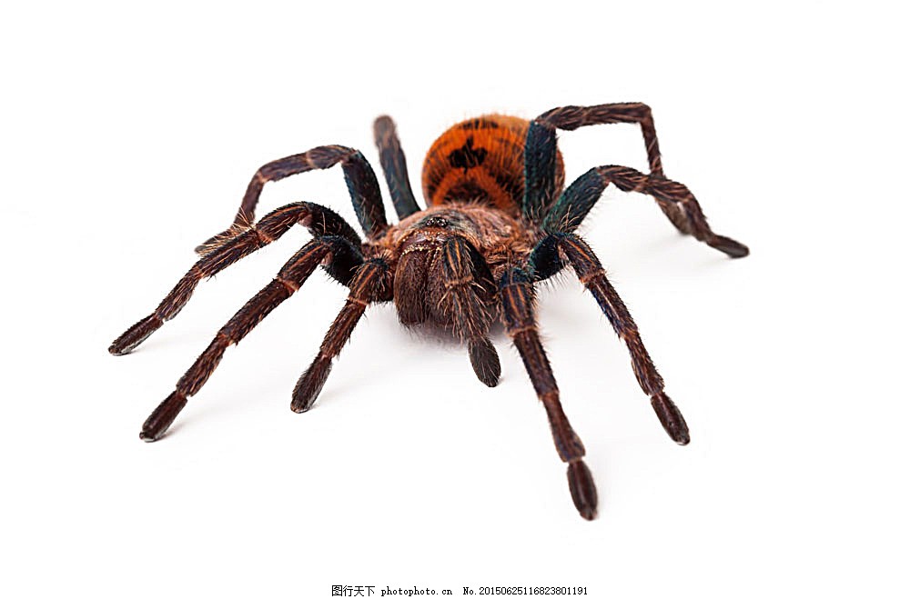 一只红色蜘蛛图片