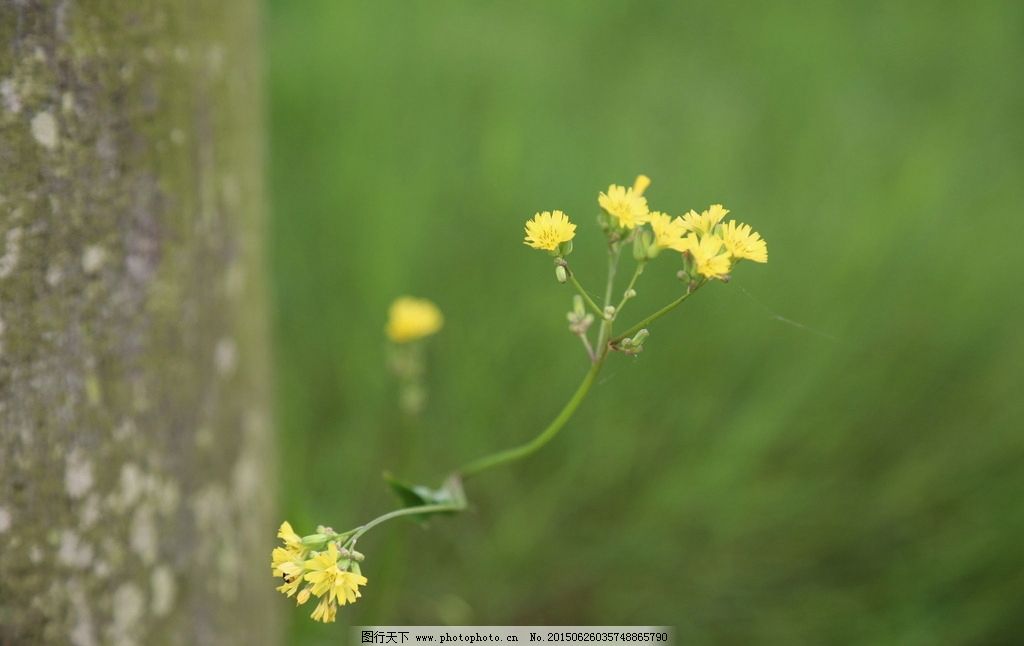 野苦荬菜图片