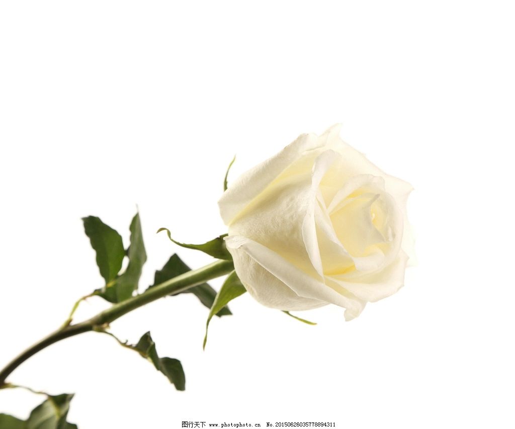 白色玫瑰花摄影图图片素材-编号39013730-图行天下