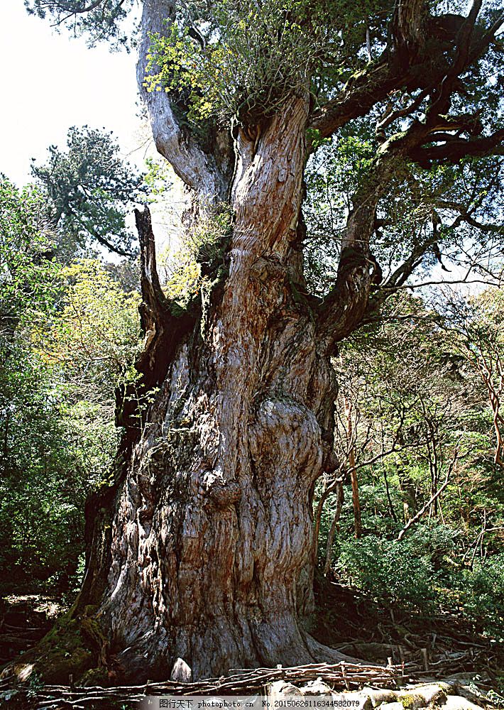 大树树根 自然 风景 树林 森林 阳光 花草树木 生物世界 图片素材