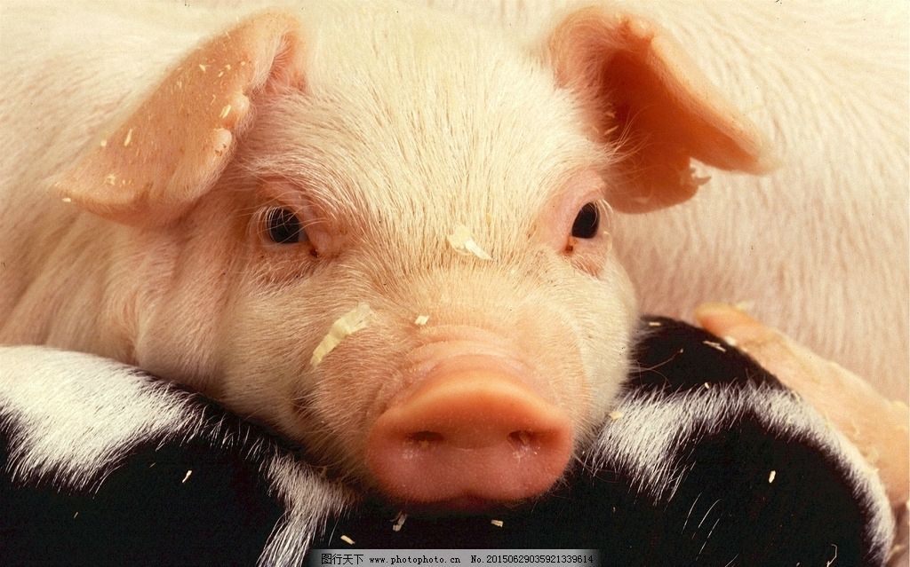 可爱的小猪图片