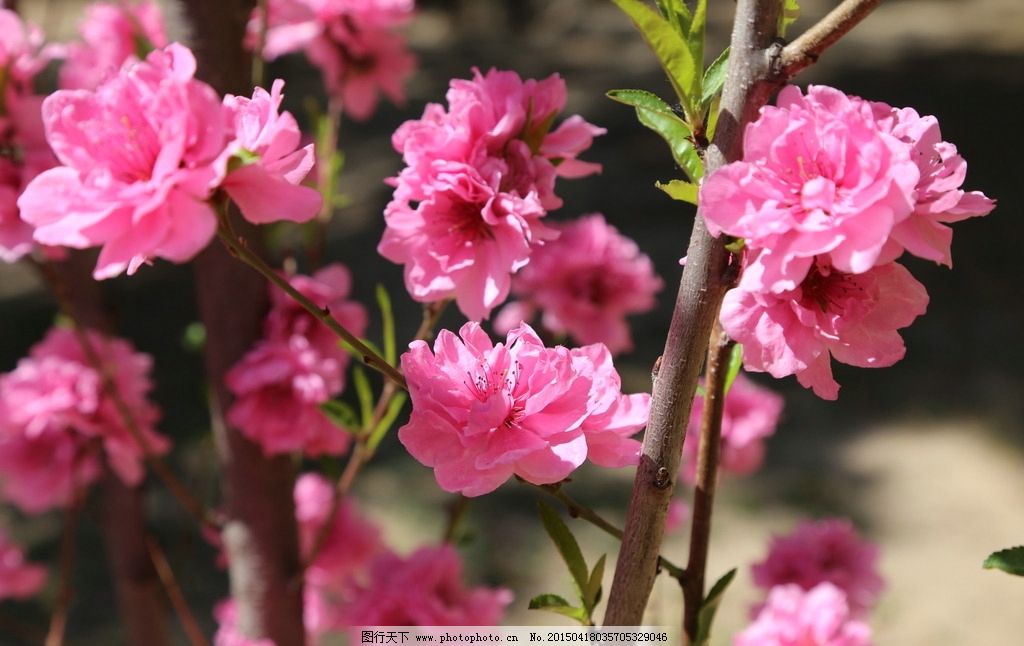 碧桃,粉叶碧桃,千叶桃花,树干,树枝,花卉,花儿,花骨朵,花草,园林景观,绿化景观,装饰画,背景素材,樱*桃*杏*李,摄影,生物世界,花草,72DPI,JPG