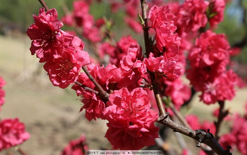 碧桃,粉叶碧桃,千叶桃花,树干,树枝,花卉,花儿,花骨朵,花草,园林景观,绿化景观,装饰画,背景素材,樱*桃*杏*李,摄影,生物世界,花草,72DPI,JPG