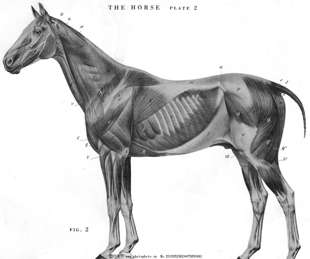 马匹解剖学基础特征 | 中国动物保健·官网