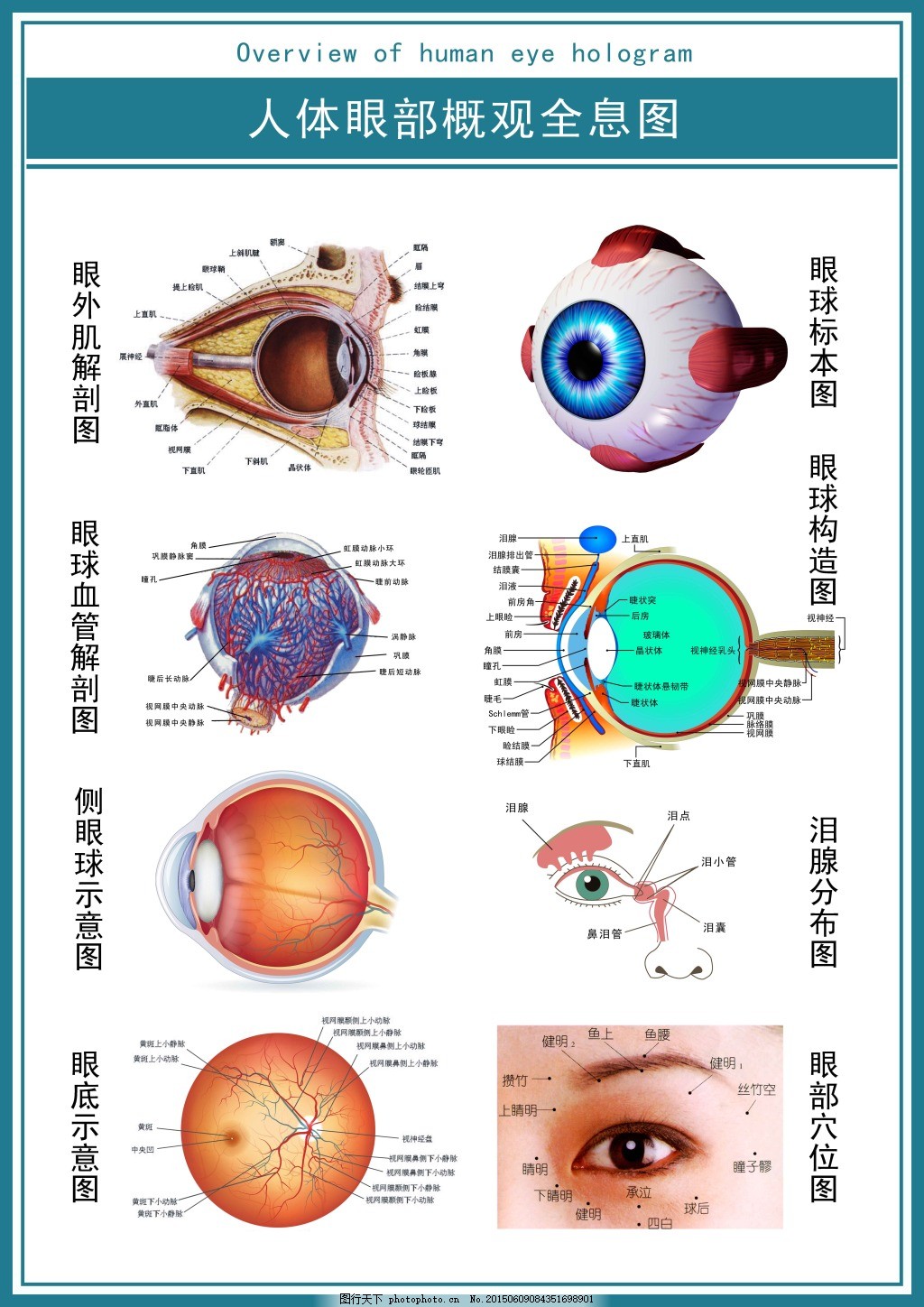 人体解剖图和器官--眼球结构图_素材公社