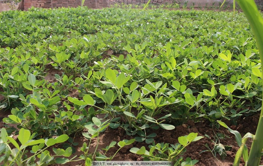 花生田图片 生物静物 设计元素 图行天下素材网