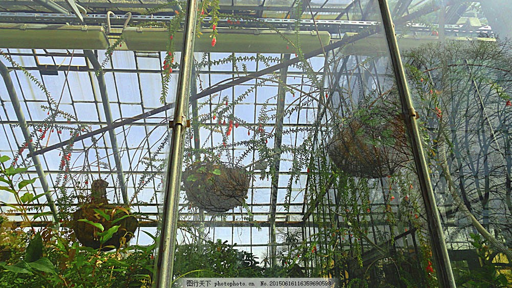 花棚里种植的植物图片 自然风景 高清素材 图行天下素材网