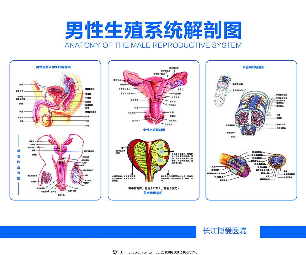 睾丸解剖组织学3D模型 - TurboSquid 1431804